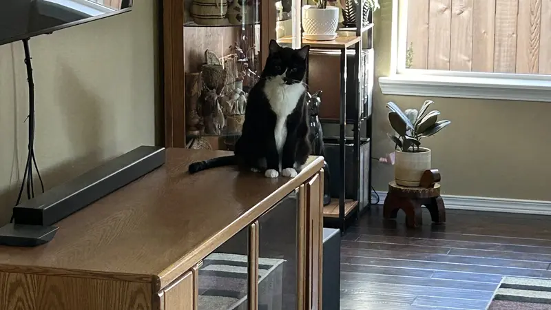 Black and white cat sitting on top of a cabinet