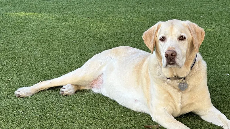 Light brown dog laying in the grass outside in the shade