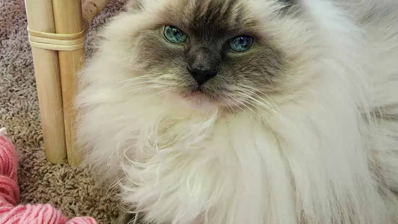 Fluffy white cat with bright blue eyes sitting under a chair on carpet