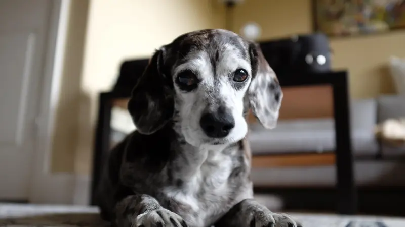 Small black and white dog laying on carpet and looking at the camera