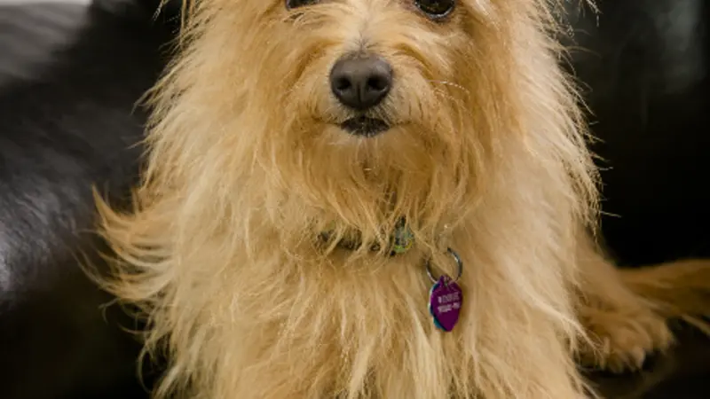 Small, long haired, light brown dog sitting on couch