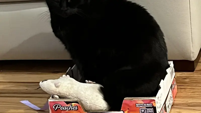 Black cat sitting in a cardboard box with a toy rat