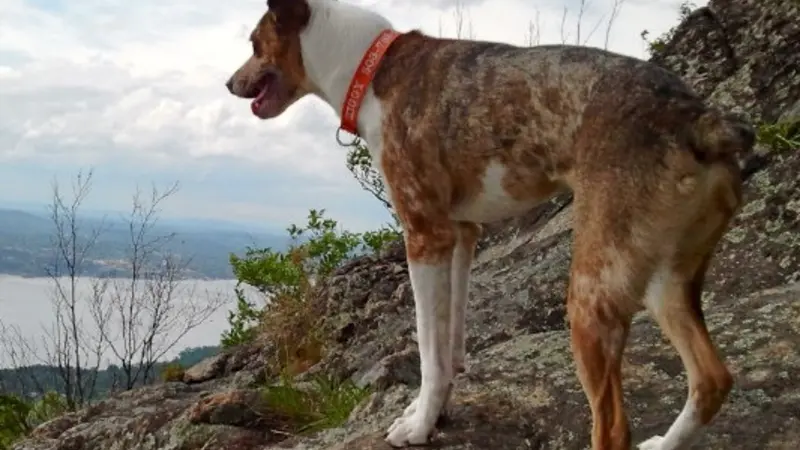 Brown and white speckled dog standing on rocks on a hike