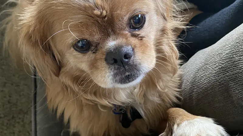 Small brown dog with white paws sitting on a couch