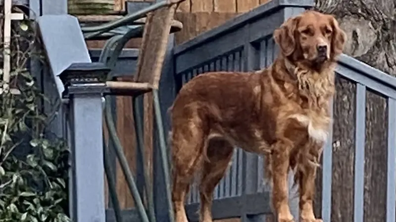 Light brown dog standing on a blue porch