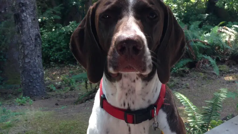 Dog with white fur and brown spots sitting outside in front of trees