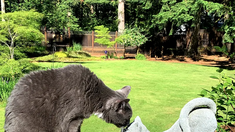 Dark cat and a cat statue