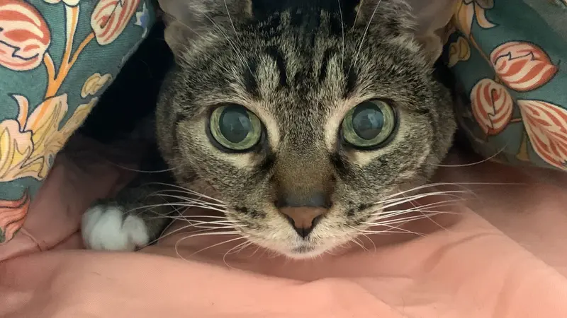 Cat with brown fur and dark brown stripes looking at the camera from under a blanket