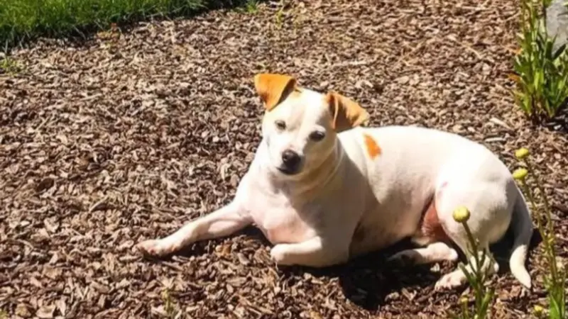 Golden dog sitting in bright light outside