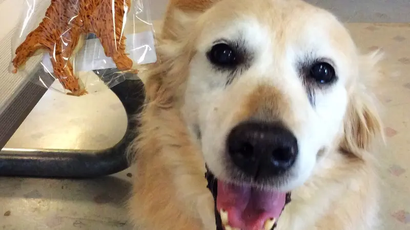 Happy golden dog with a cookie