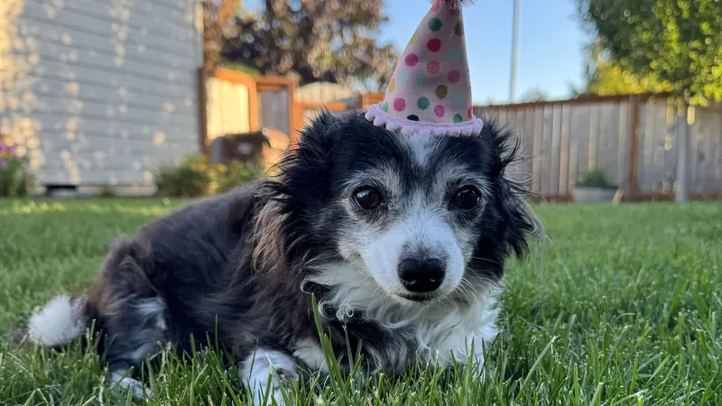 Small dog in a party hat