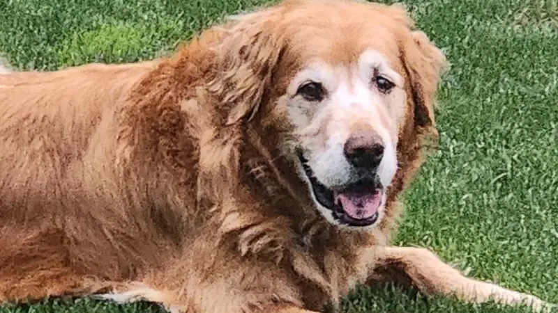 Happy golden dog