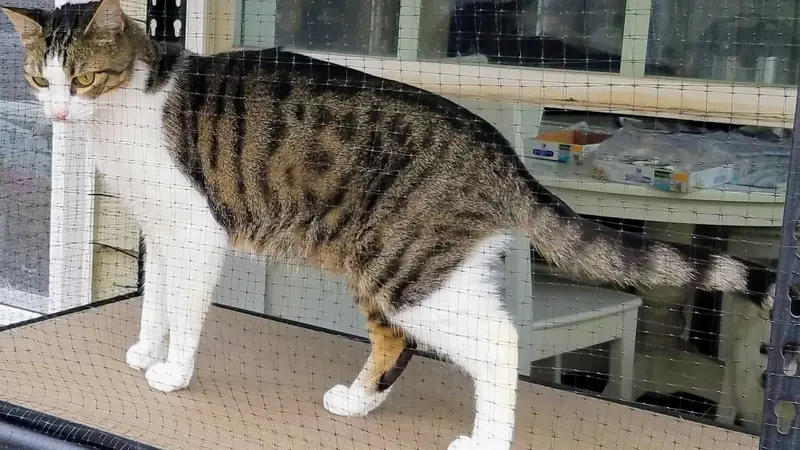 Cat walking on a table
