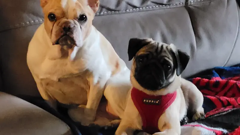 Two dogs cuddling on a couch