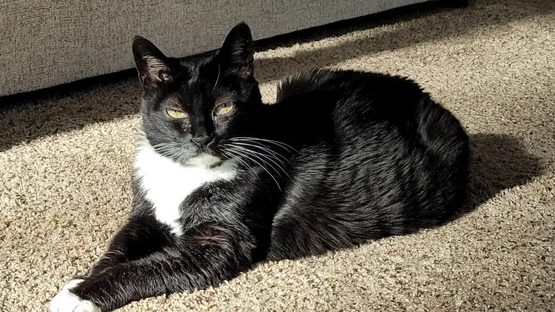 Dark cat resting on carpet