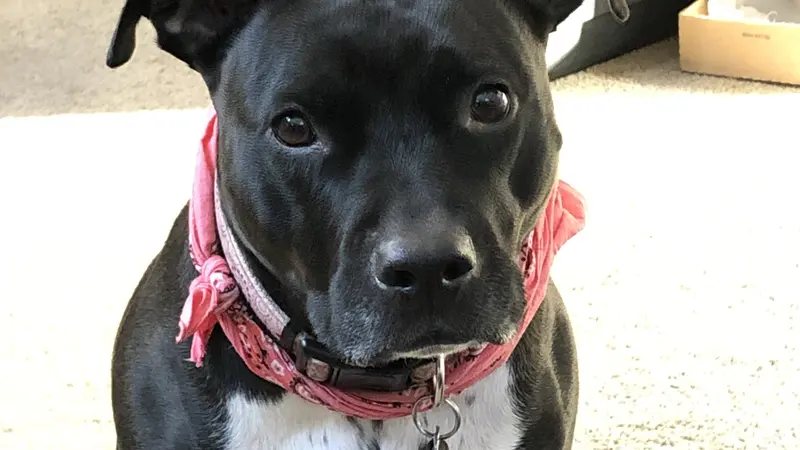 Black dog in red collar