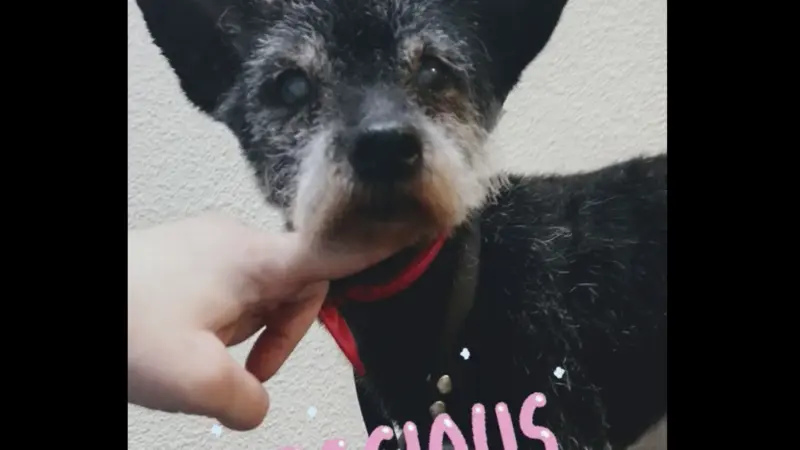 Small dog with Precious written over him