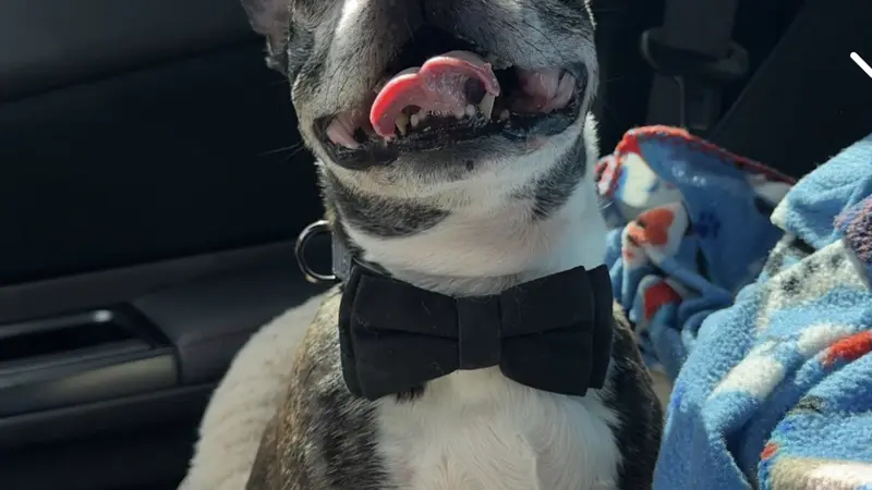 Happy dog in a car wearing a bowtie