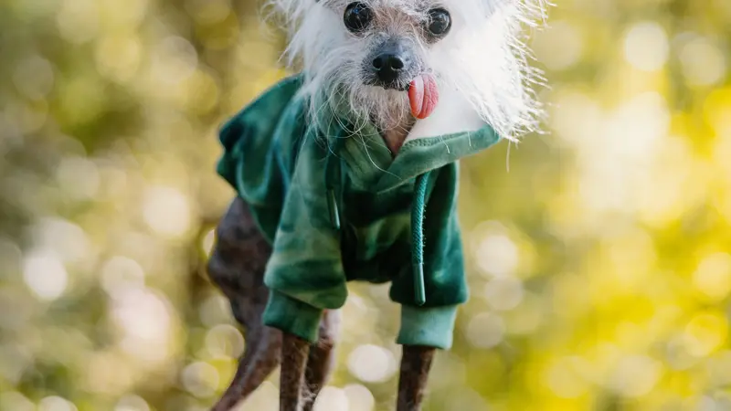 Dog in a green sweatshirt