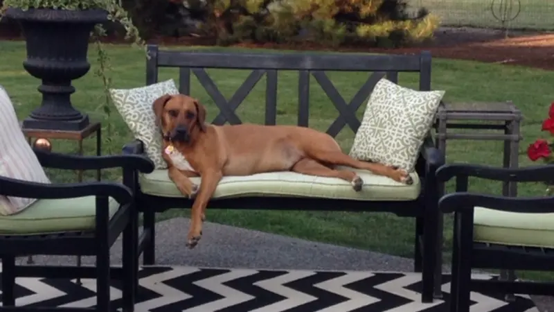 Large dog relaxing on a bench