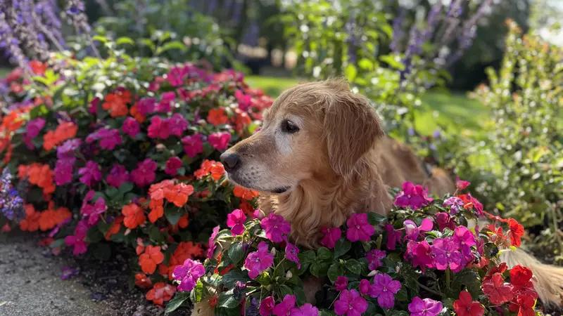 Golden dog sitting in bright flowers