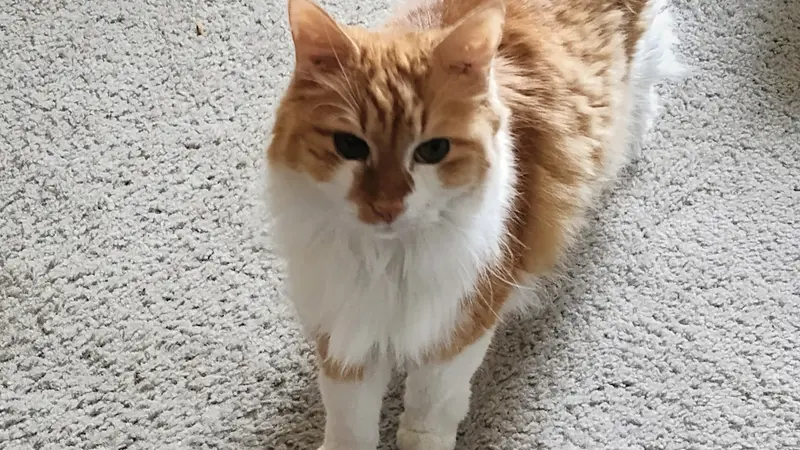 Orange and white cat