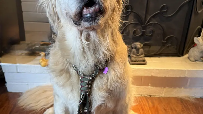 Golden dog in a tie