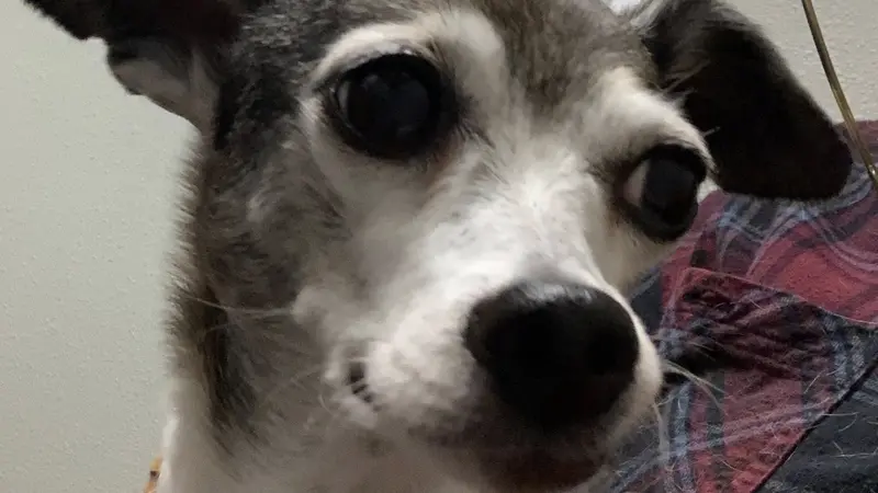 Close up of a small dog