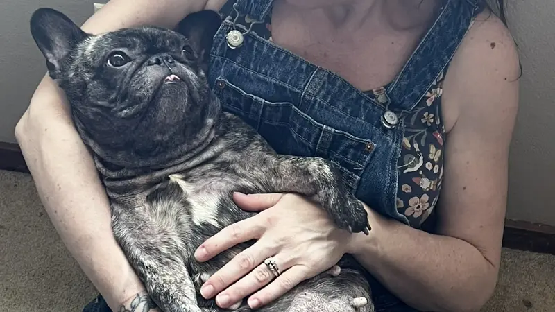 Dog in a person's lap