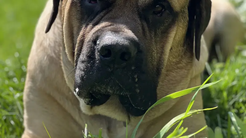 Dog laying in grass