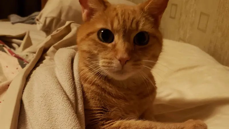 Orange tabby in bed