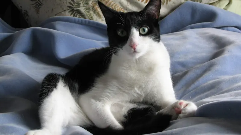 Black and white cat