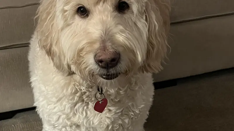White fluffy dog
