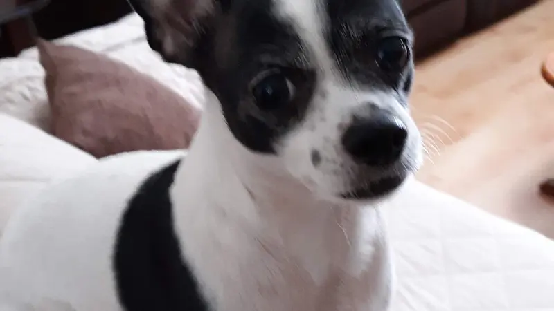 Black and white dog
