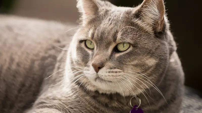 Gray cat