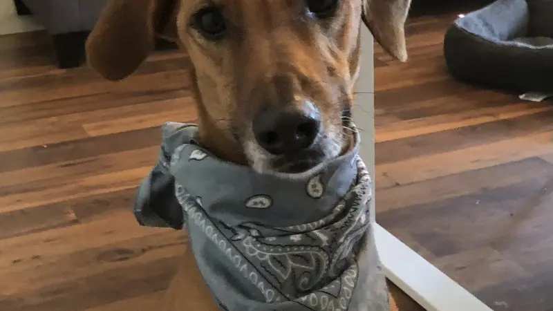 Brown dog in a scarf
