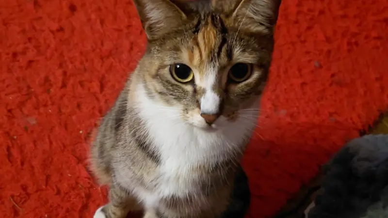 Cat on a red carpet