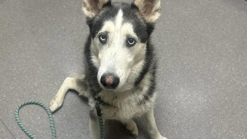 Huskey