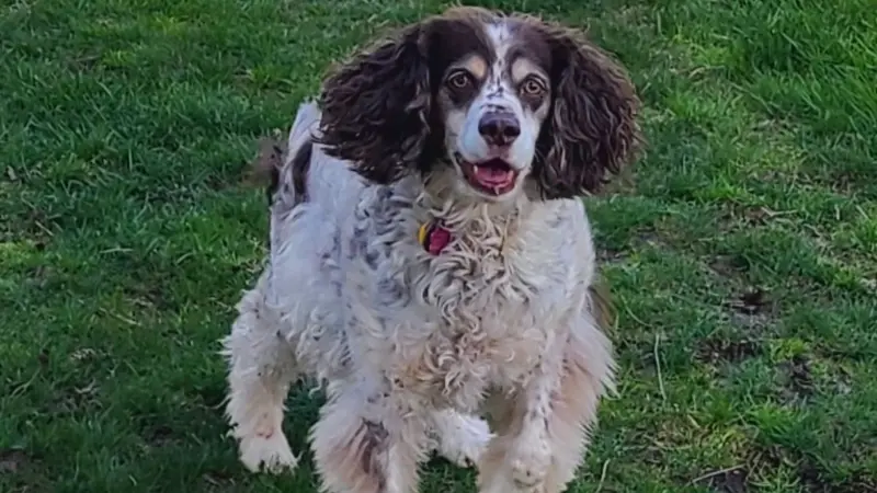 Dog running in the grass