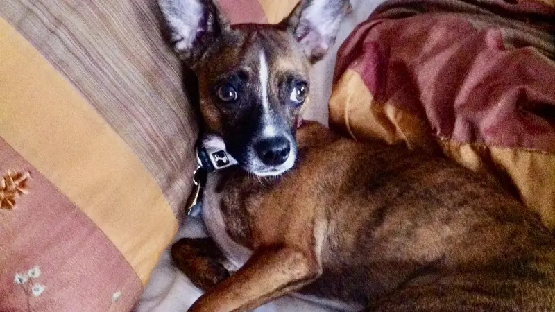 Dog laying in bed