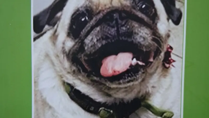 Pug with her tongue out