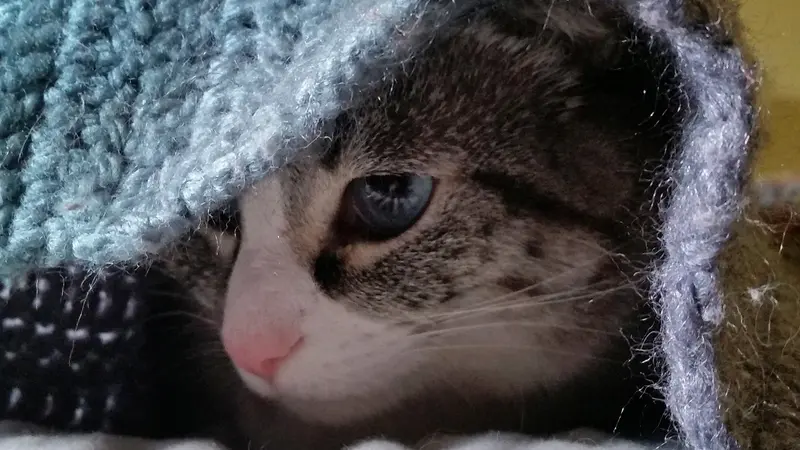 Cat under a blanket