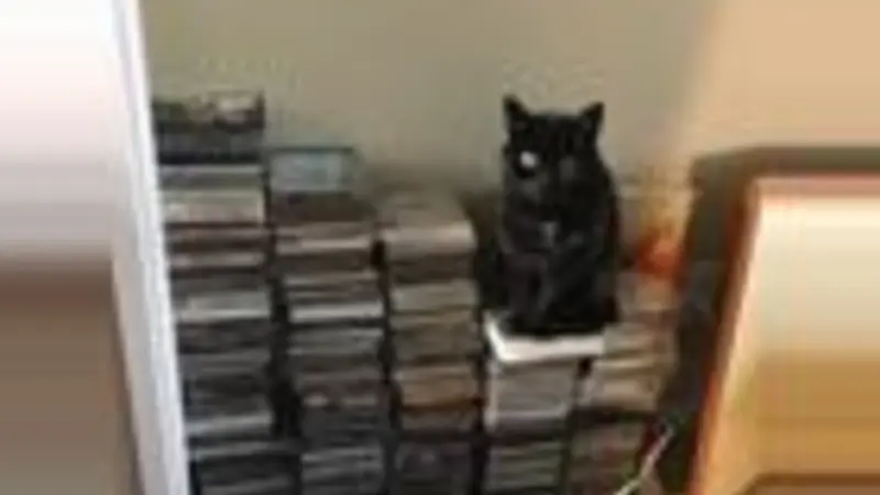 Black cat sitting on a stack of CD's