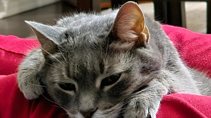 Cat lounging on a red blanket