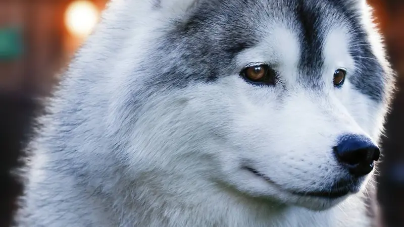 Up close photo of a Huskey