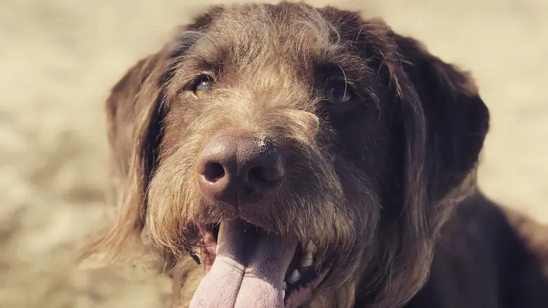 Brown dog laying on the beach