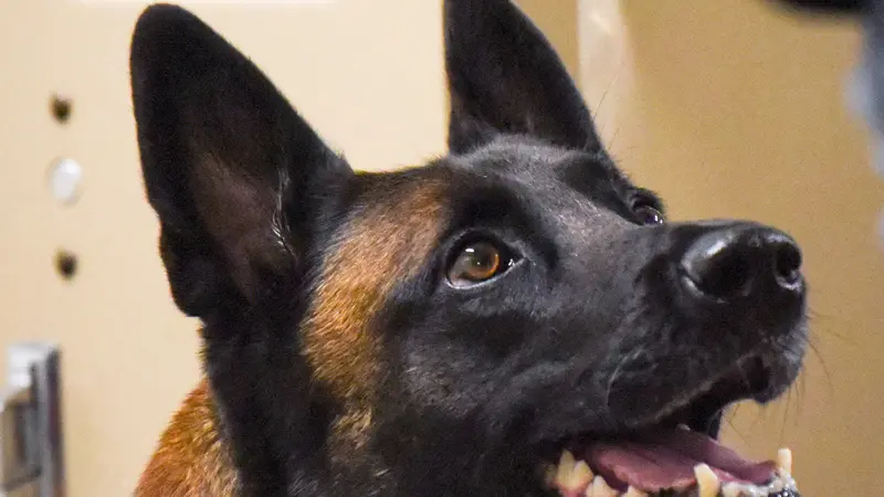 Dog looking up