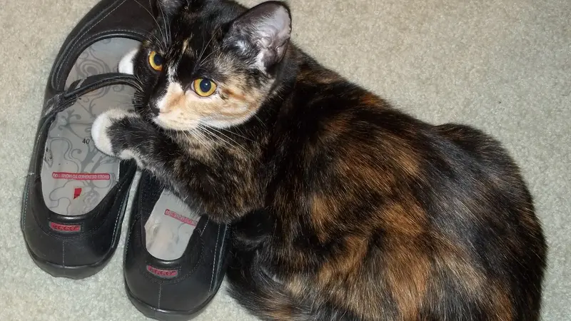 Cat hugging a pair of shoes