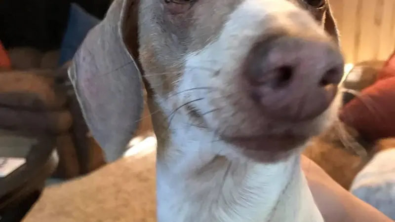 Up close photo of a dog