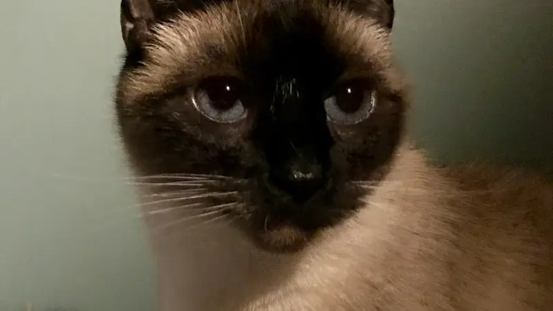 Cat looking in the distance